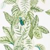 Calathea 216630